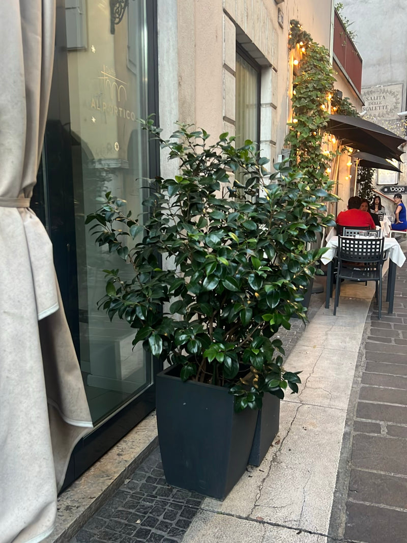 Camelia giapponese — Bild 1