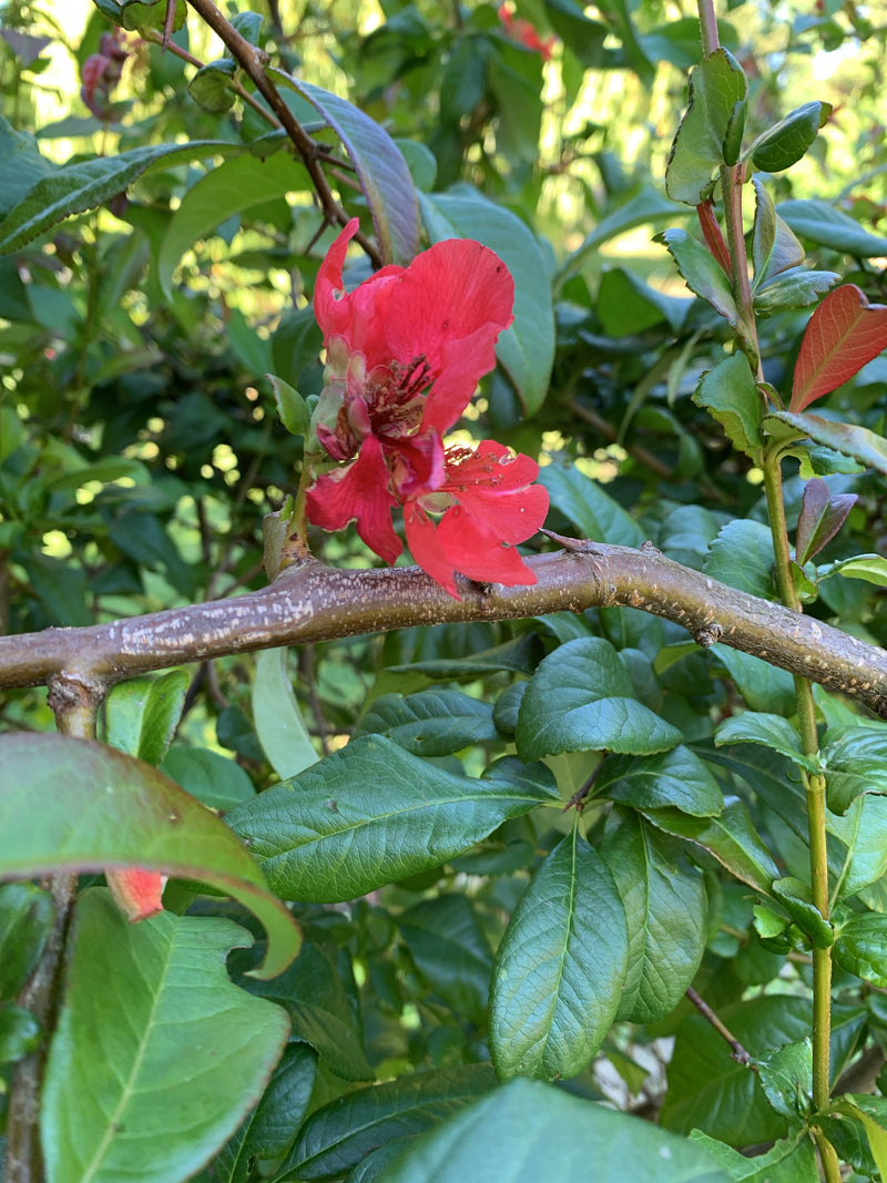 Cotogne ornamentali — Bild 1