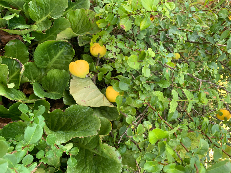 L'immagine mostra i frutti gialli dei cotogni giapponesi circondati da un denso fogliame verde. I frutti maturi pendono dai rami dell'arbusto.
