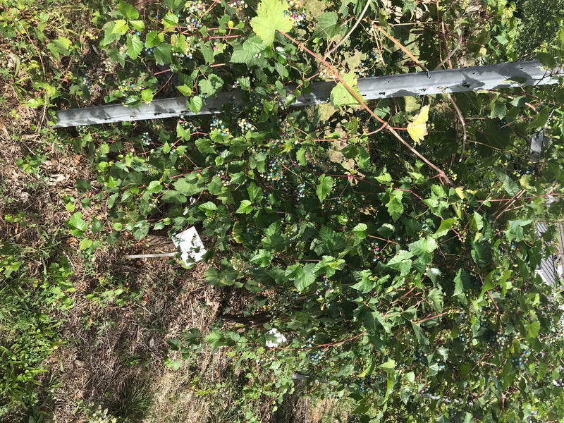 Japanische Scheinrebe — foto 1 di 4