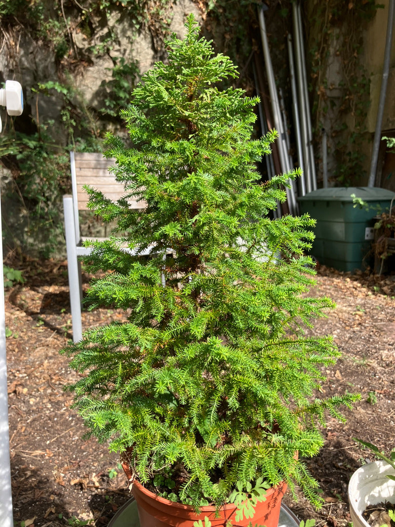 Un giovane esemplare di cedro giapponese cresce in un vaso all'aperto in giardino.