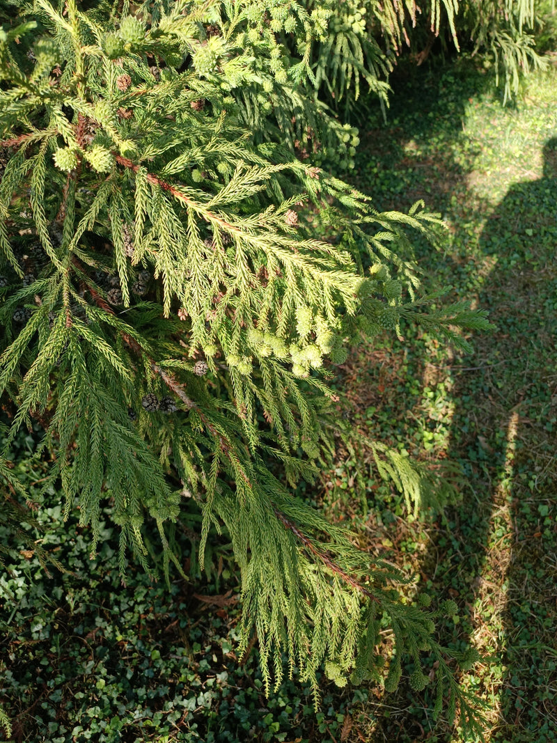 Abete falciforme giapponese — Bild 1