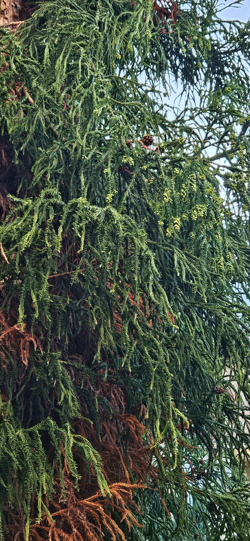 Abete falciforme giapponese — foto 1 di 4