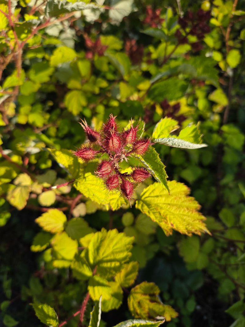 L'immagine mostra i caratteristici boccioli di fiori rossastri e pelosi ghiandolari e le foglie verde chiaro di un lampone giapponese. La pianta cresce in un...