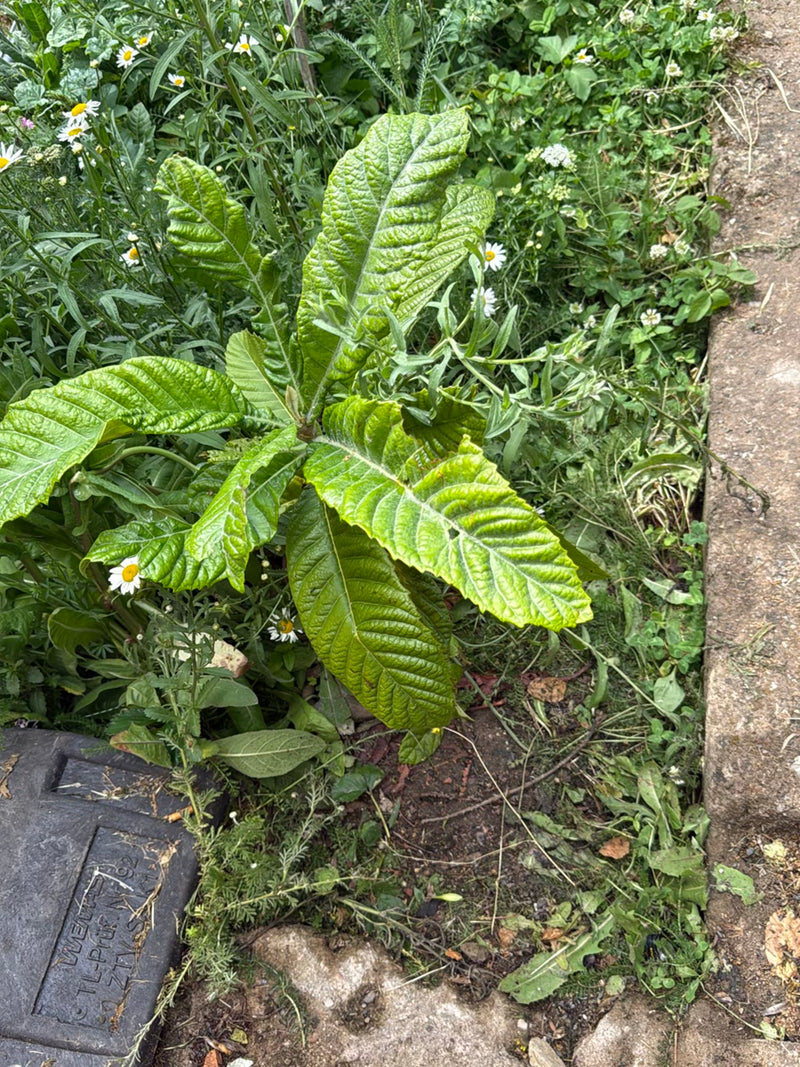 Un giovane nespolo giapponese cresce in un'aiuola da giardino accanto a un sentiero di pietra, mostrando le sue caratteristiche foglie grandi e rugose.