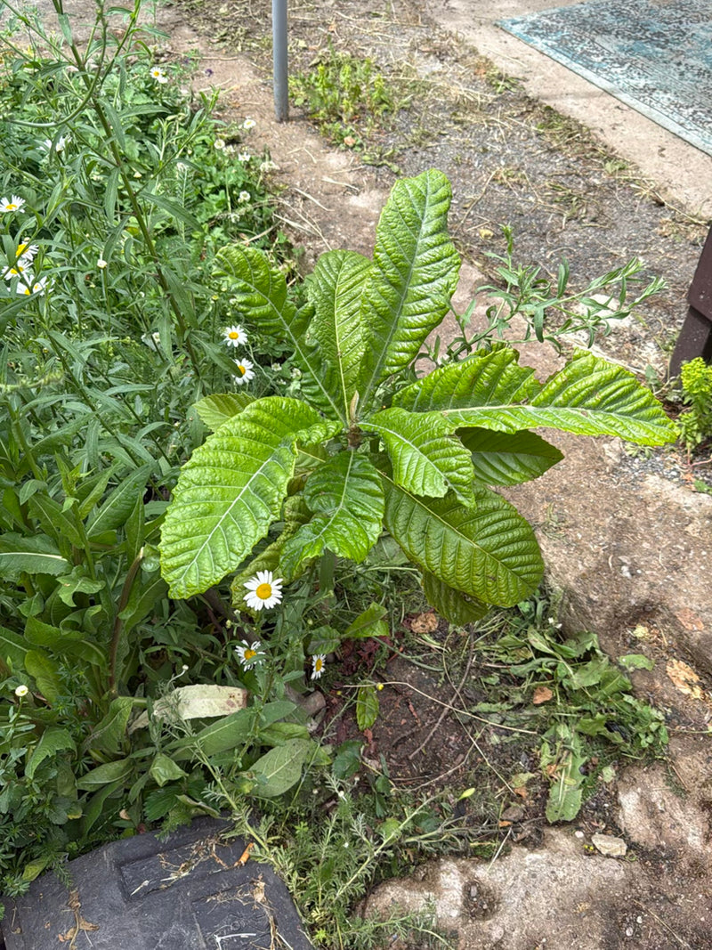 È visibile una giovane nespola del Giappone con foglie grandi e rugose caratteristiche, che cresce in un'aiuola da giardino.