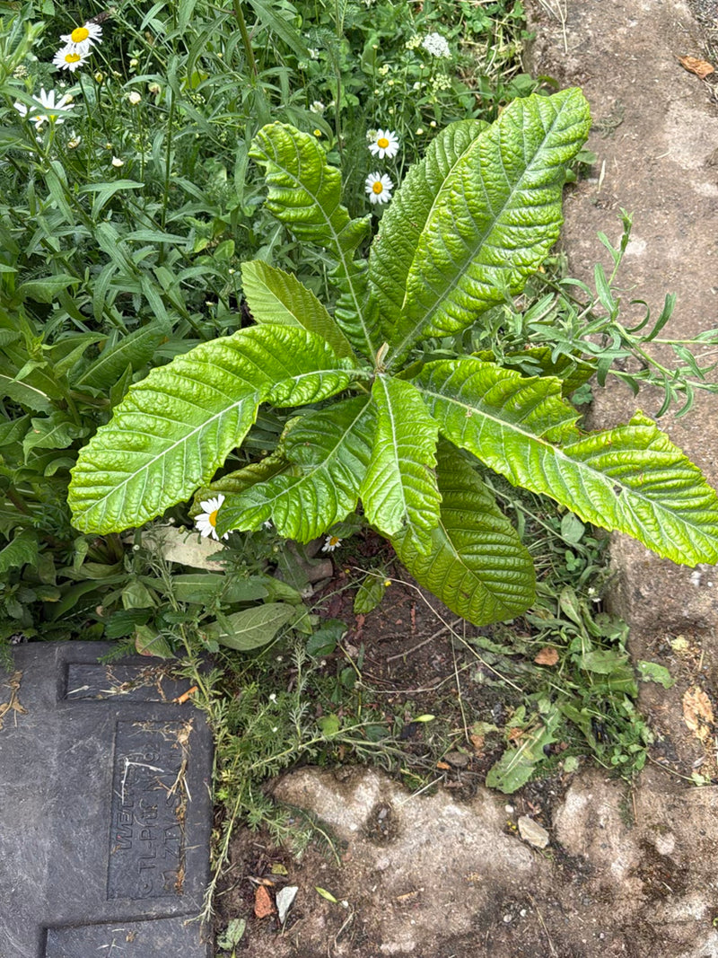 Si vede una giovane nespola del Giappone dall'alto, con le sue foglie tipicamente grandi e rugose disposte a rosetta. La pianta cresce in un'aiola da giardin...