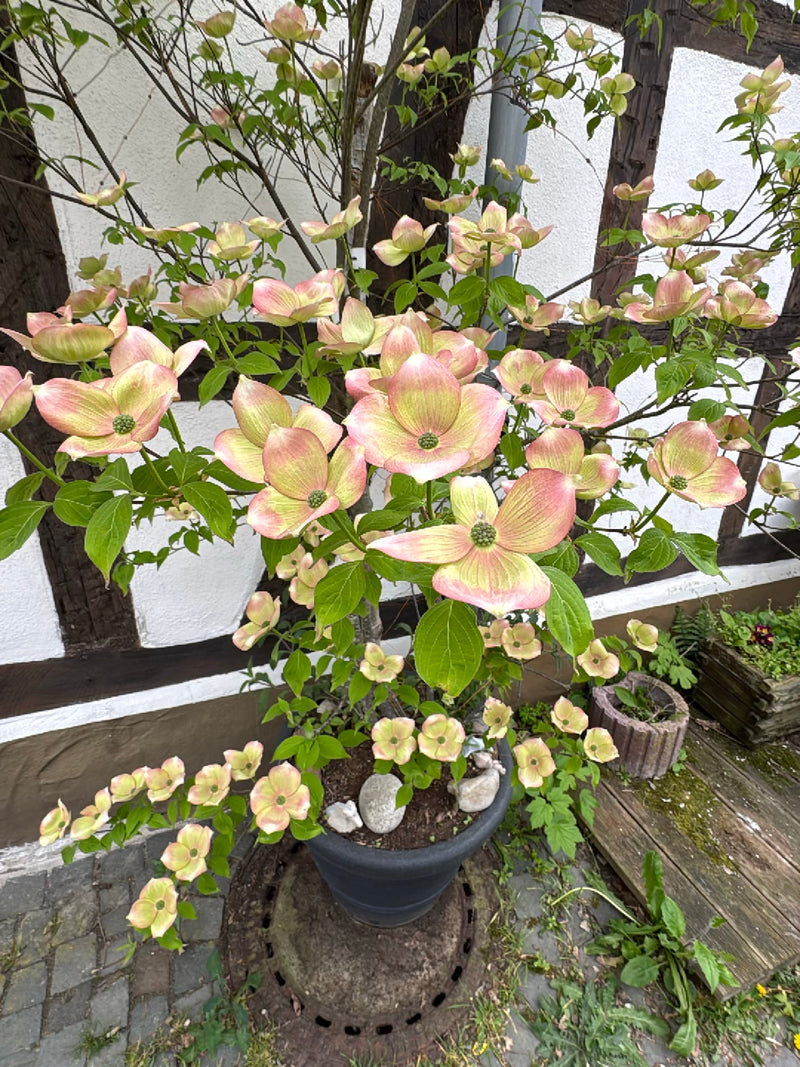 Corniolo da fiore giapponese — Bild 1