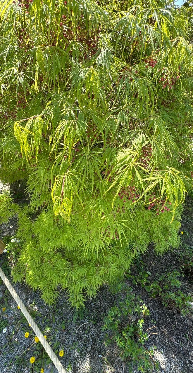 Si vede un acero giapponese denso con foglie finemente divise e verde chiaro. L'albero cresce in un'aiuola del giardino.