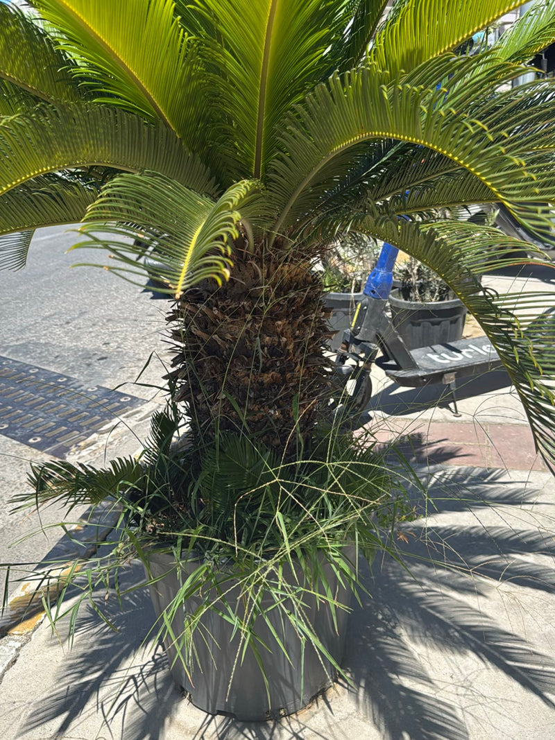 Si vede una robusta palma sago in un vaso grigio su un marciapiede urbano. Le sue caratteristiche foglie pennate si irradiano da un tronco spesso.