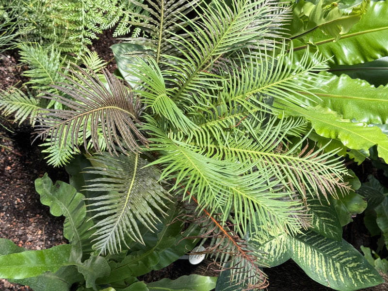 Vista dall'alto delle fronde pennate verdi di una cycas immersa in una fitta vegetazione.