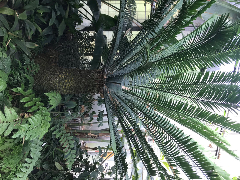 Si vede una palma da sago adulta con un caratteristico tronco squamoso e una corona di lunghe foglie pennate. La pianta si trova in un ambiente verde e rigog...