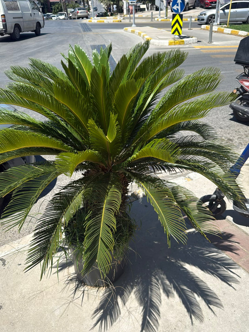 Si vede una magnifica palma da sago con foglie pennate verde scuro. La pianta si trova in un vaso su un marciapiede urbano.