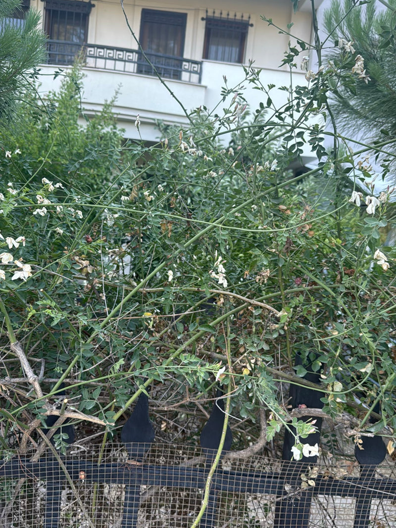 Tiragraffi giapponese — foto 3 di 16