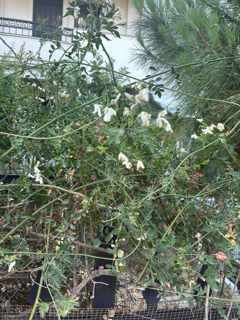 Tiragraffi giapponese — foto 2 di 16
