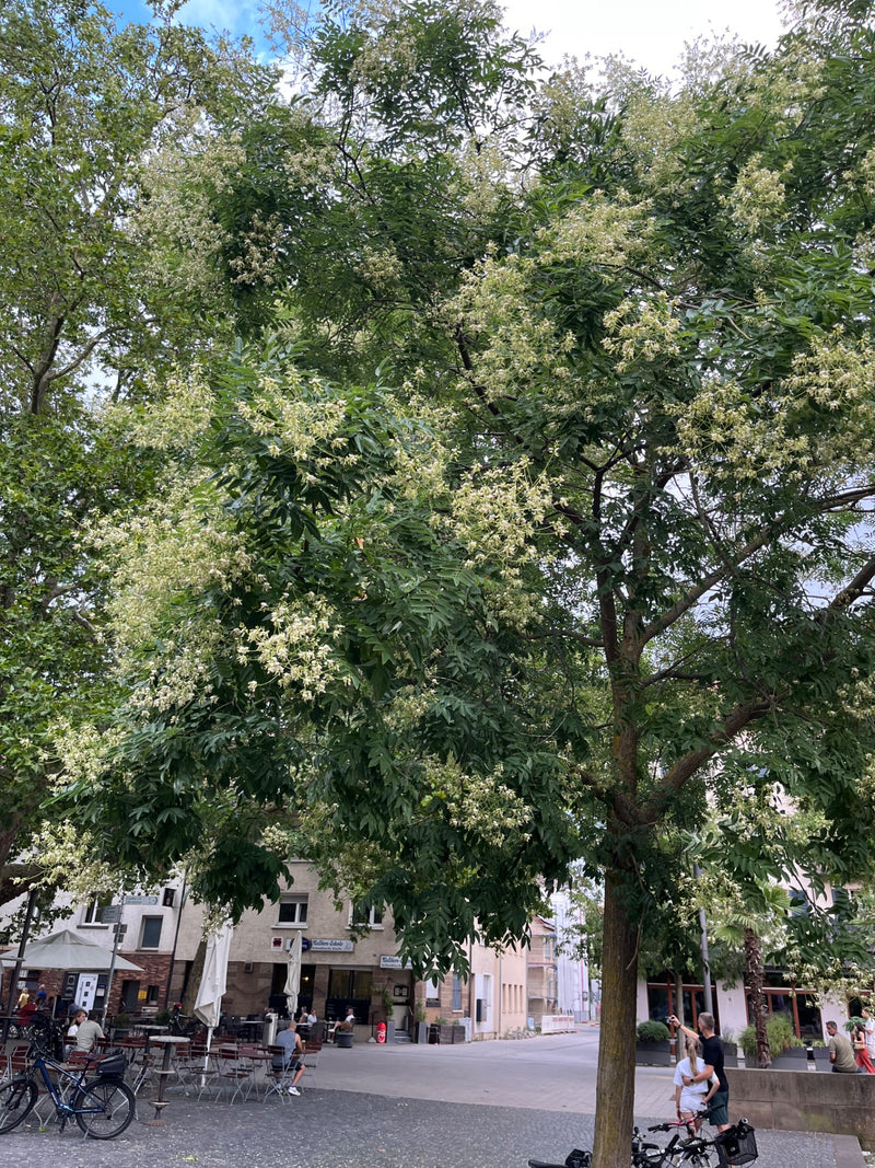 Tiragraffi giapponese — foto 5 di 16