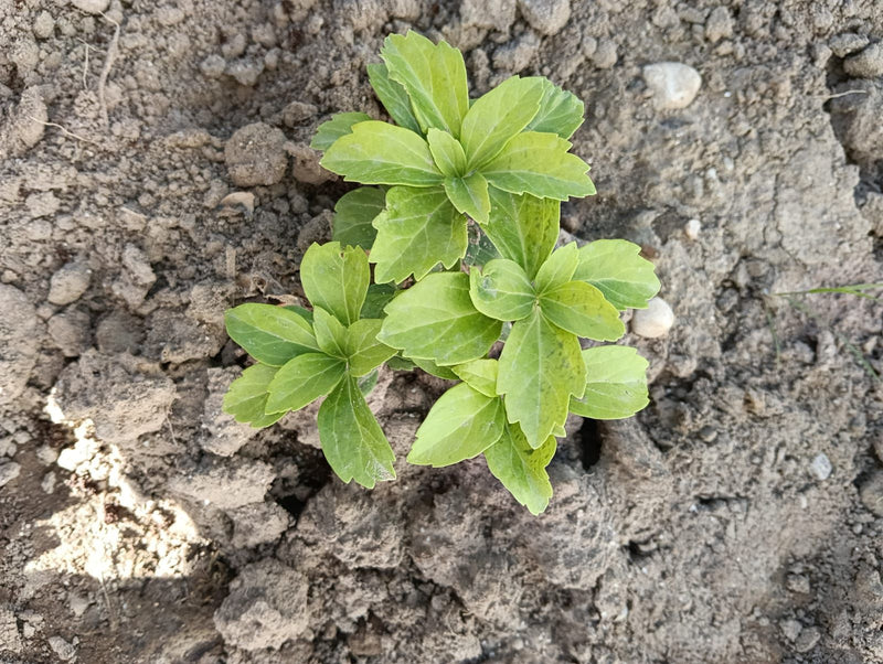 È visibile una giovane pianta di pachisandra giapponese con foglie fresche e verde chiaro. Cresce centralmente su un letto di terra nuda.