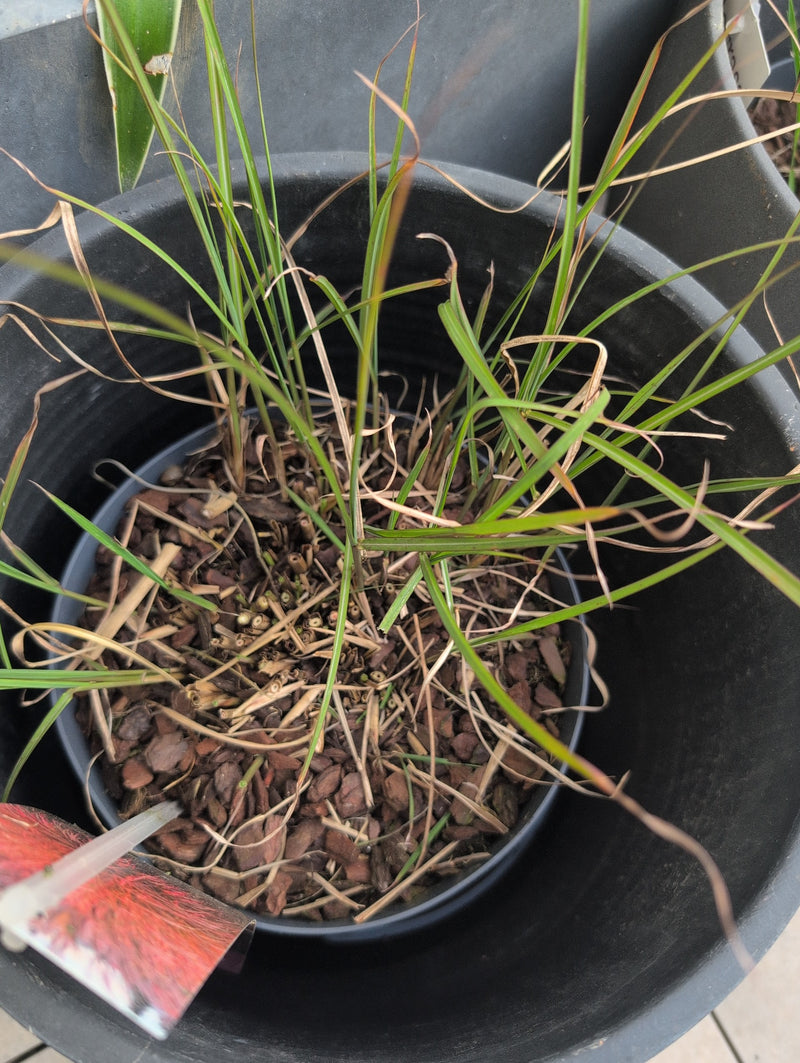 Erba sanguigna giapponese — Bild 2