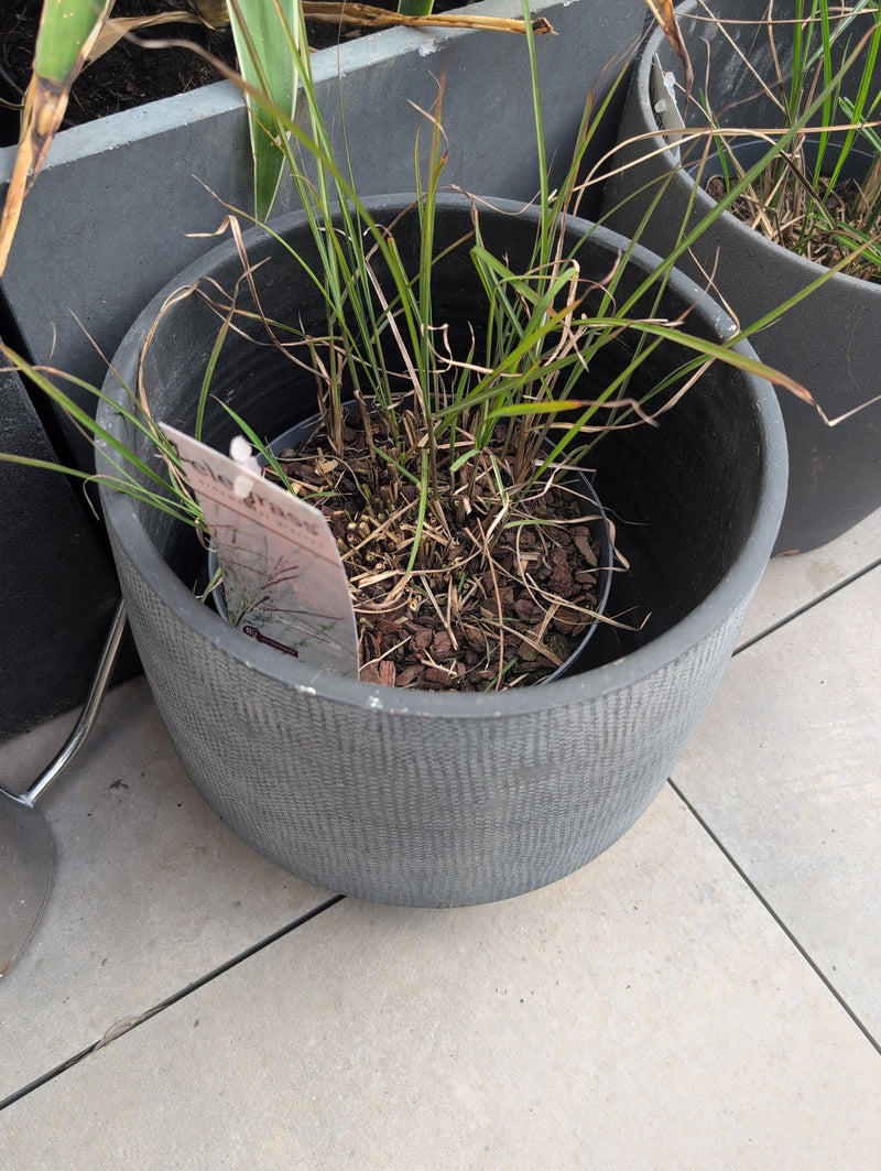 Erba sanguigna giapponese — Bild 1