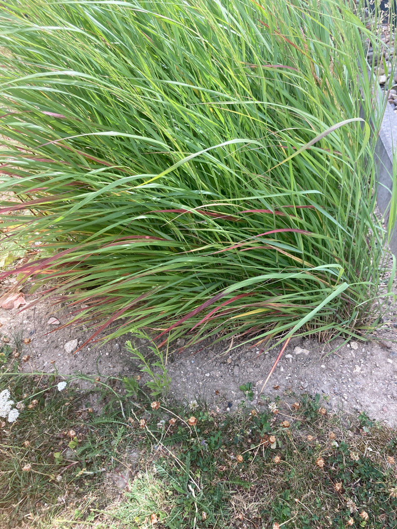 Si vede un fitto cespuglio di erba verde con punte delle foglie caratteristicamente colorate di rosso. La pianta cresce in un'aiuola su terreno sabbioso.