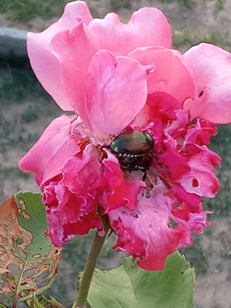Scarabeo giapponese — Bild 1