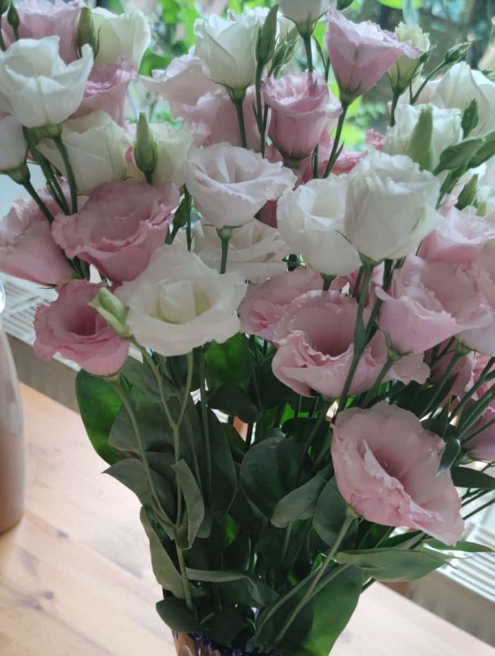 Rosa giapponese (Lisianthus) — Bild 1