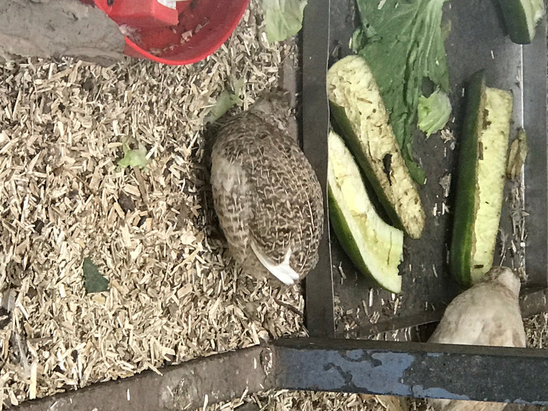 Quaglia giapponese — foto 1 di 7