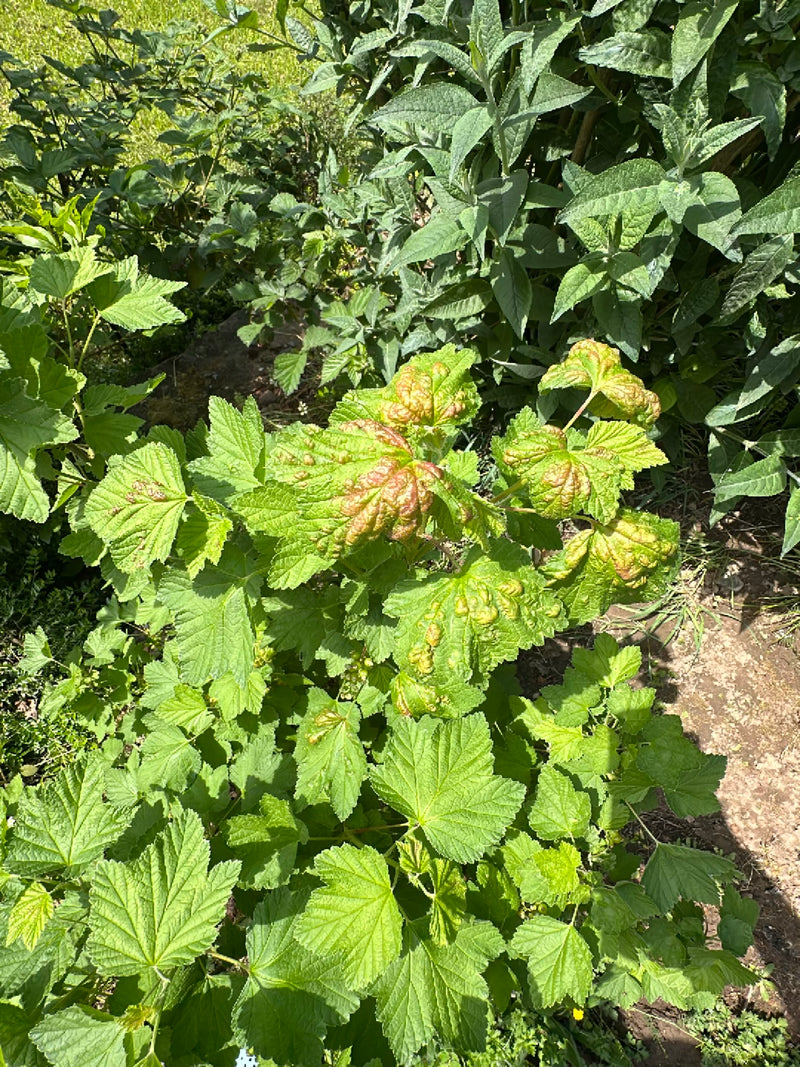 Afide del ribes — Bild 1