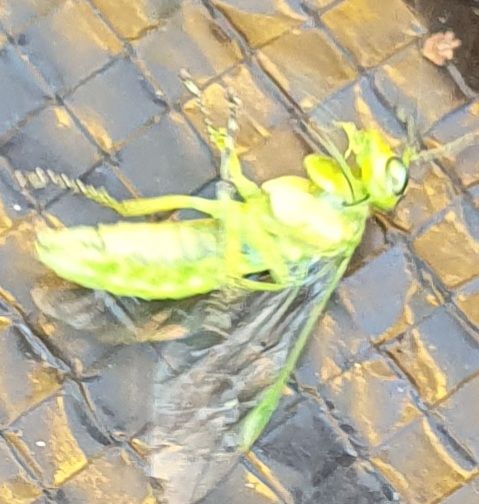 Sega di ribes — foto 3 di 14