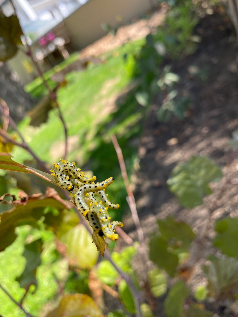 Sega di ribes — foto 4 di 14