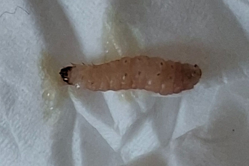 Un bruco biancastro-rosato di sesia del ribes con la testa scura poggia su un fazzoletto di carta.