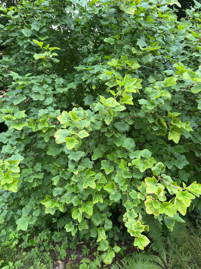 ribes — Bild 1