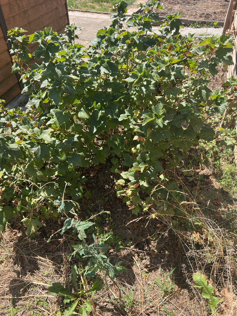ribes — foto 1 di 2
