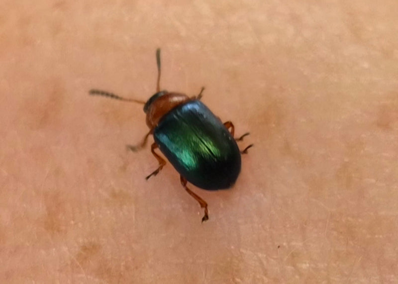 Scarabeo fogliare dell'erba di San Giovanni — Bild 1