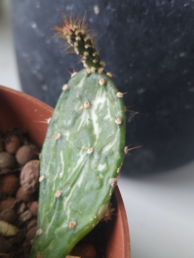 Cactus a bastoncino di Joseph — Bild 1
