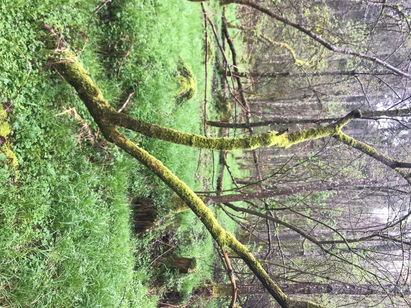 Judasohr — foto 1 di 2
