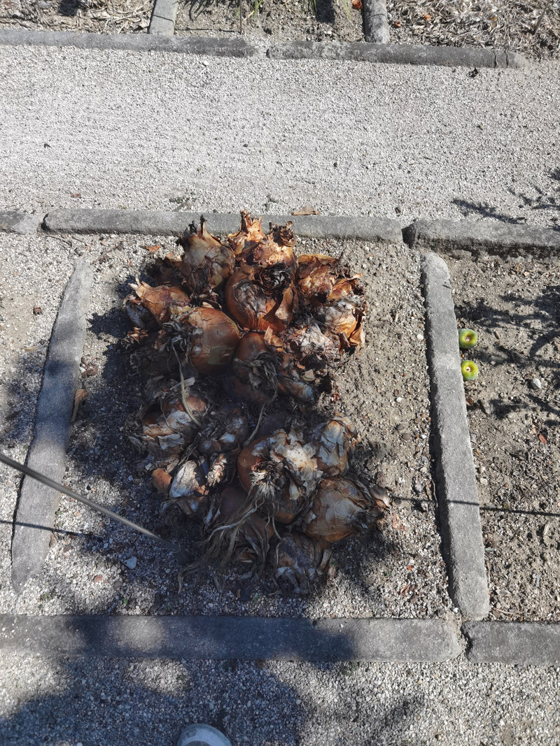 Un mucchio di cipolle marroni raccolte si trova su un letto di ghiaia chiara. Sono fotografate dall'alto e mostrano la loro buccia tipica.