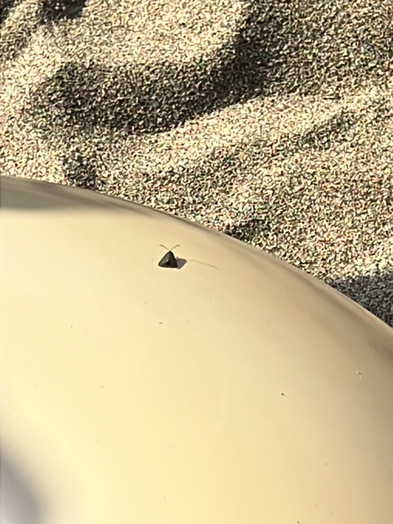 Un piccolo tricottero con lunghe antenne riposa su una superficie chiara e liscia. Sullo sfondo è visibile del terreno sabbioso.