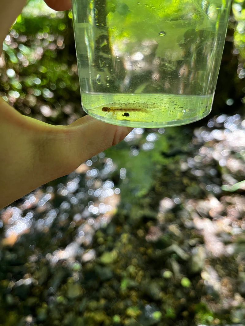 Caddisfly — foto 3 di 6