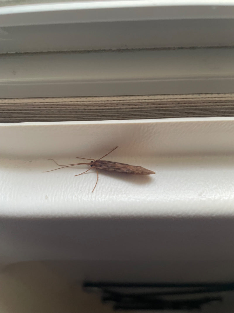 Un Frigorifero adulto (Trichoptera) riposa su una superficie chiara e liscia vicino a una finestra. Le caratteristiche lunghe antenne e le ali ripiegate a te...