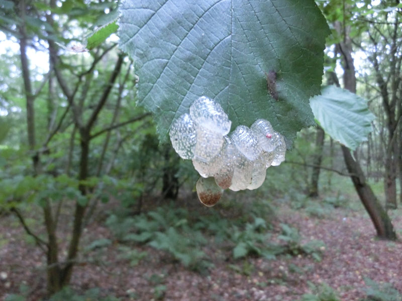Caddisfly — foto 4 di 6