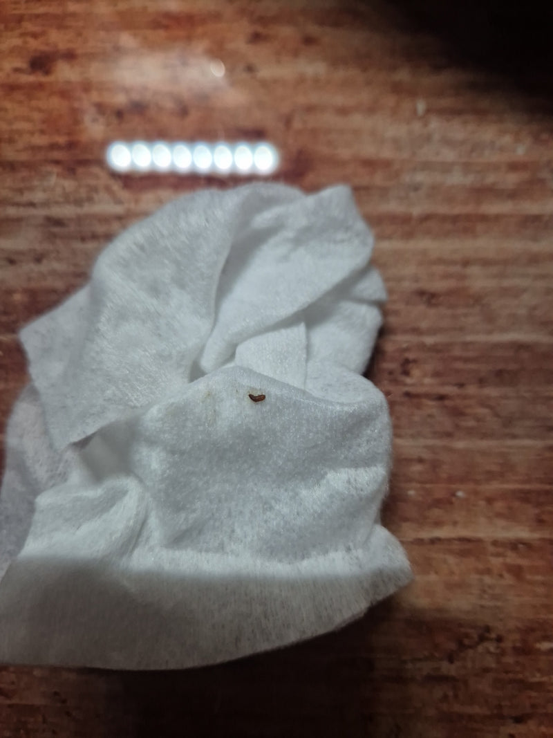 scarabeo (indeterminato) — Bild 3