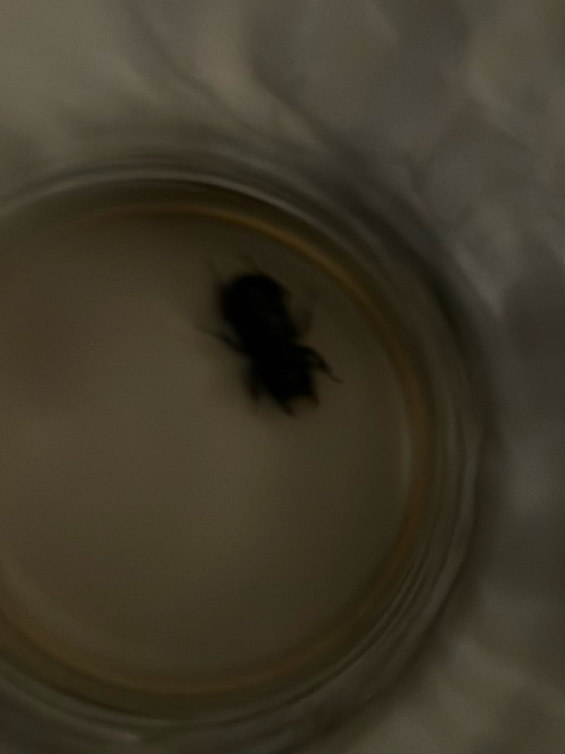 scarabeo (indeterminato) — Bild 2