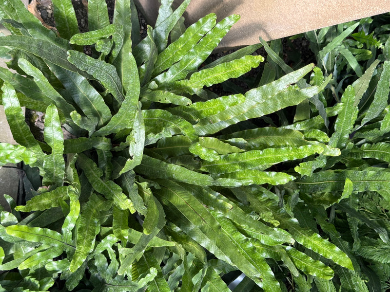Una felce canguro distende le sue fronde verdi e ondulate ripresa dall'alto.