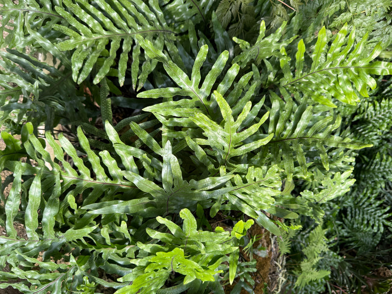 Una vista dall'alto mostra le fronde verde lucido profondamente lobate di una felce canguro.