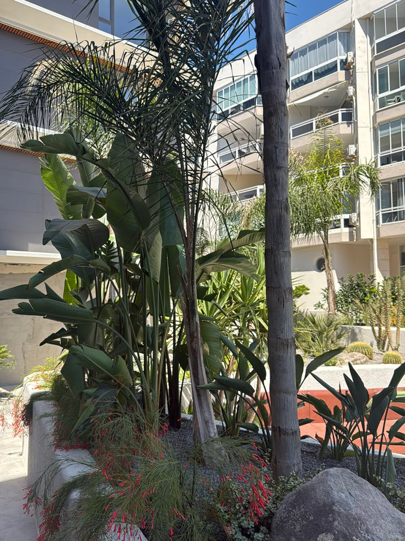 Palma regina — Bild 2
