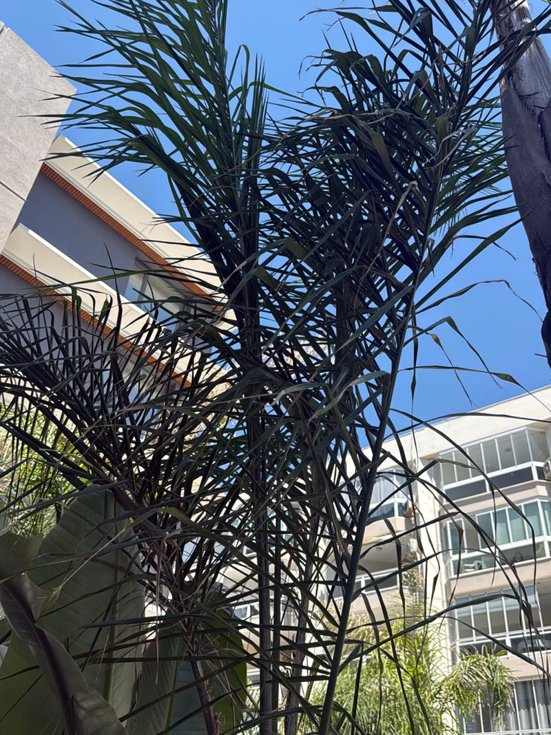 Palma regina — Bild 1