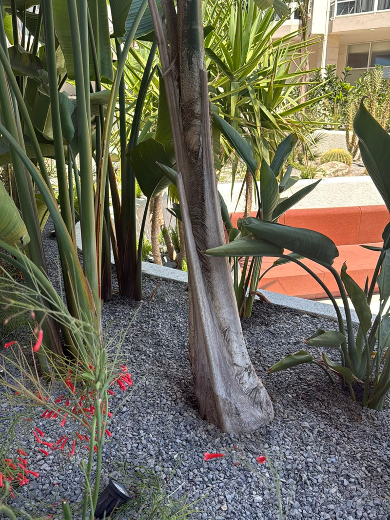 Palma regina — Bild 3