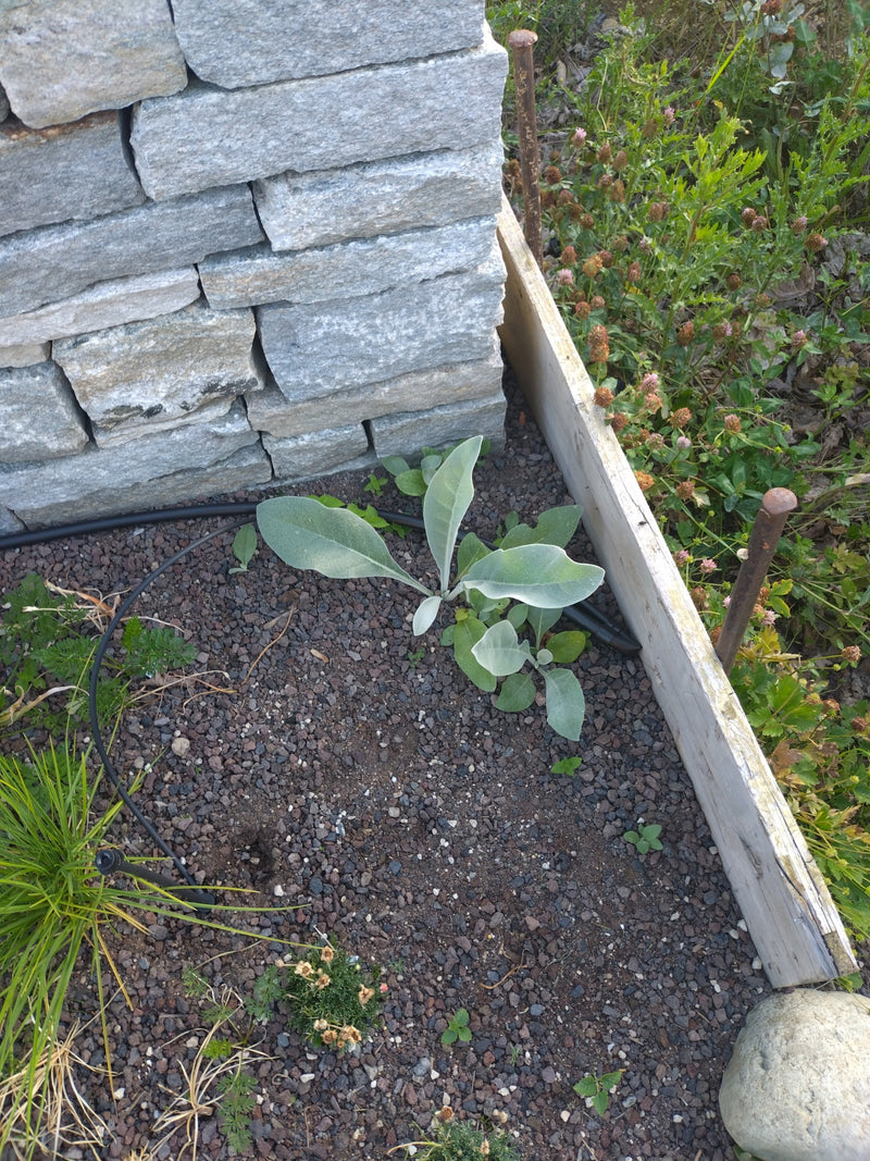 Verbasco — foto 1 di 2