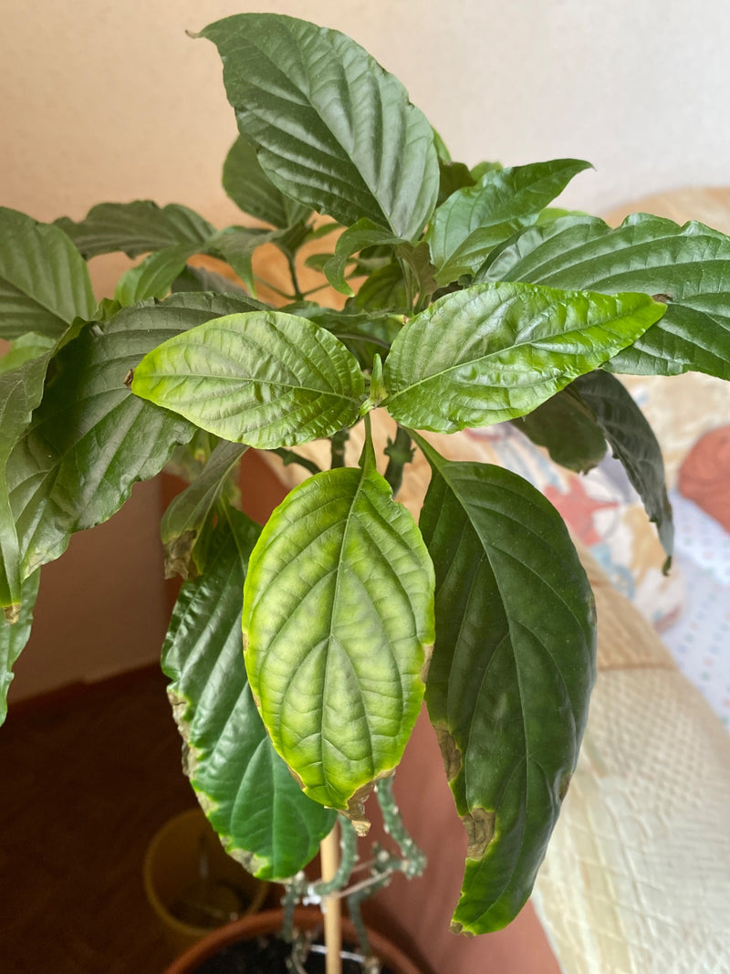 pianta del caffè — Bild 1